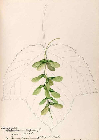 Reproducción/Reproduction 48788553873: [Water-color sketches of plants of North America and Europe]. . 