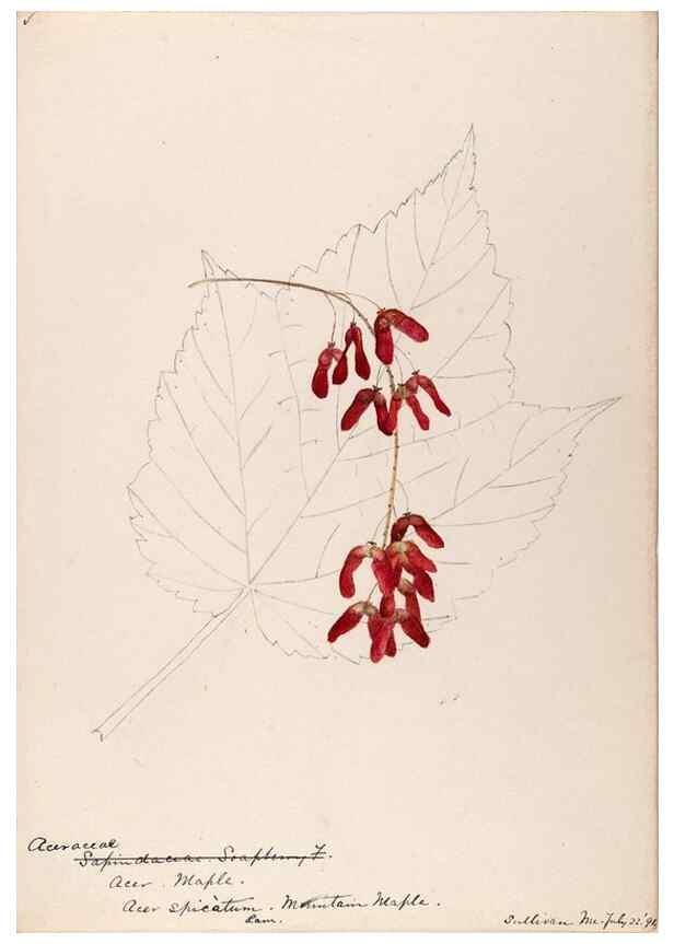 Reproducción/Reproduction 48788915826: [Water-color sketches of plants of North America and Europe]. . 