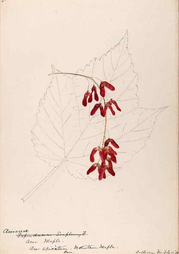 Reproducción/Reproduction 48788915826: [Water-color sketches of plants of North America and Europe]. . 