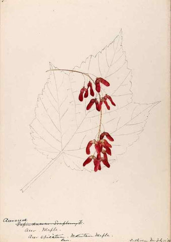 Reproducción/Reproduction 48788915826: [Water-color sketches of plants of North America and Europe]. . 