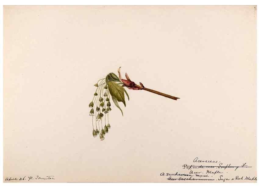 Reproducción/Reproduction 48788916146: [Water-color sketches of plants of North America and Europe]. . 