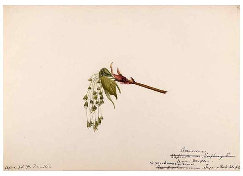 Reproducción/Reproduction 48788916146: [Water-color sketches of plants of North America and Europe]. . 