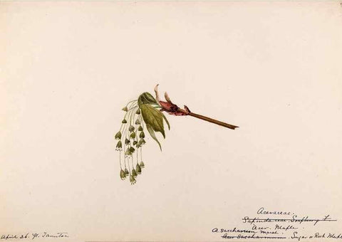 Reproducción/Reproduction 48788916146: [Water-color sketches of plants of North America and Europe]. . 
