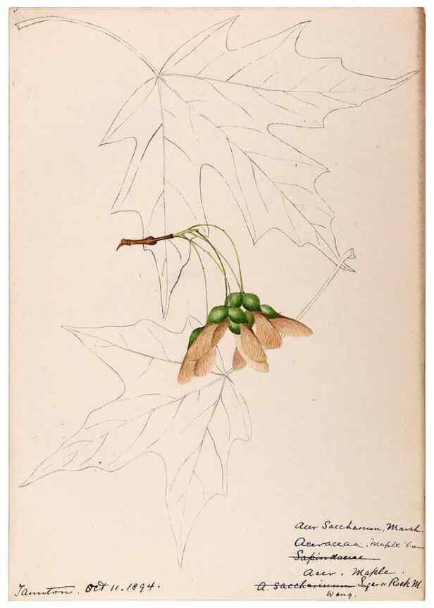 Reproducción/Reproduction 48789061782: [Water-color sketches of plants of North America and Europe]. . 