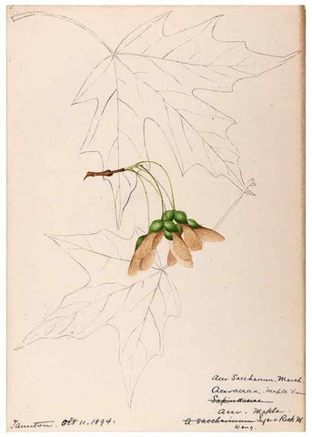 Reproducción/Reproduction 48789061782: [Water-color sketches of plants of North America and Europe]. . 