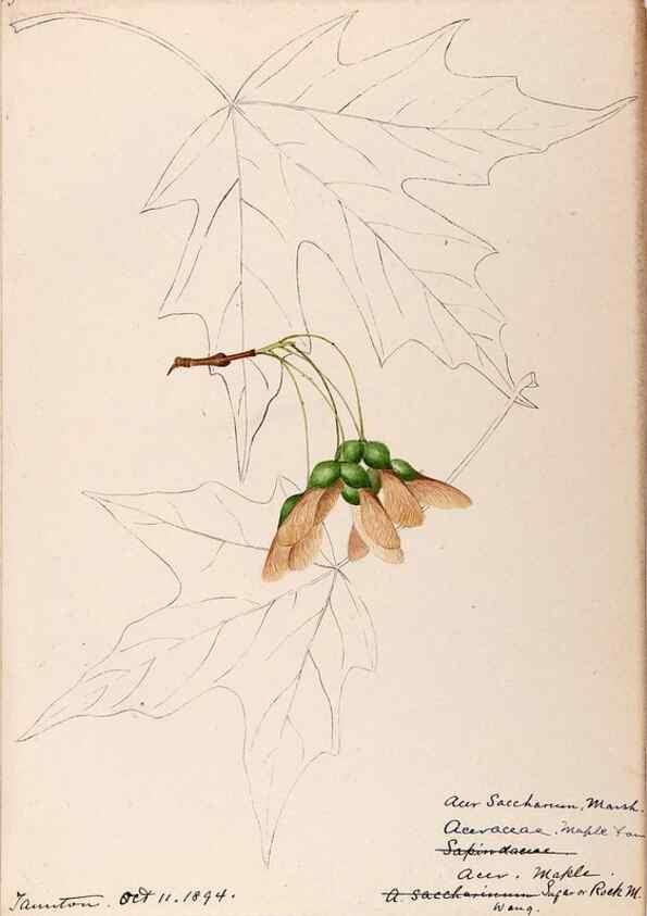Reproducción/Reproduction 48789061782: [Water-color sketches of plants of North America and Europe]. . 
