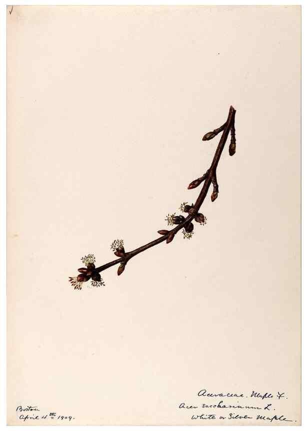 Reproducción/Reproduction 48789062092: [Water-color sketches of plants of North America and Europe]. . 