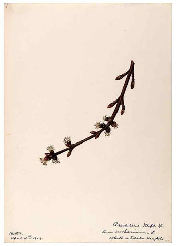 Reproducción/Reproduction 48789062092: [Water-color sketches of plants of North America and Europe]. . 