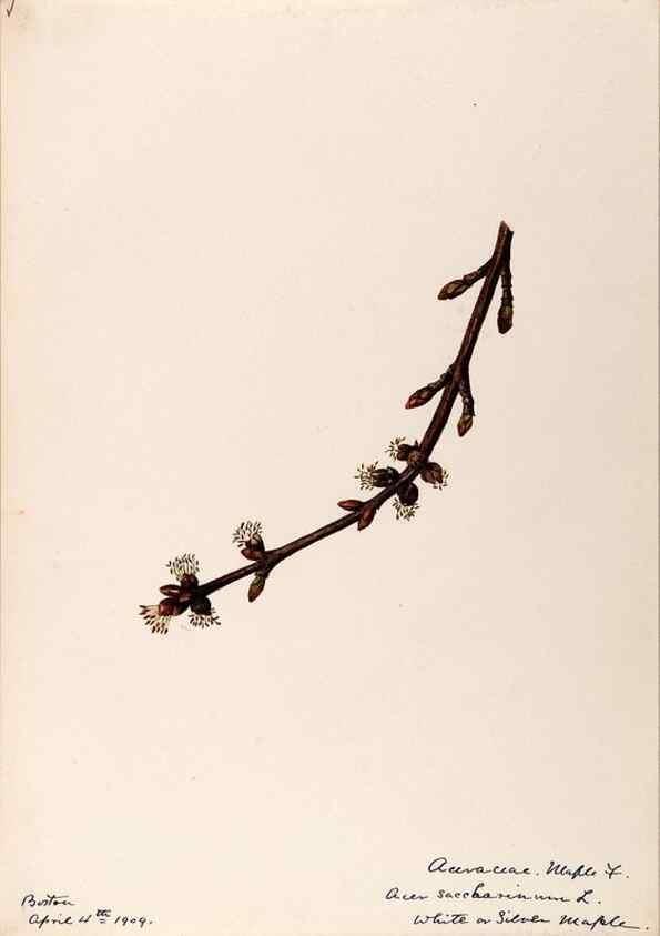Reproducción/Reproduction 48789062092: [Water-color sketches of plants of North America and Europe]. . 