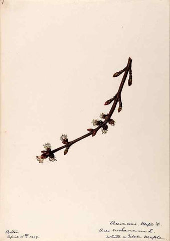 Reproducción/Reproduction 48789062092: [Water-color sketches of plants of North America and Europe]. . 