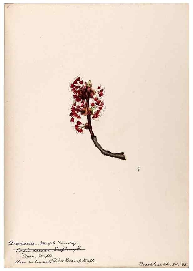 Reproducción/Reproduction 48789062437: [Water-color sketches of plants of North America and Europe]. . 
