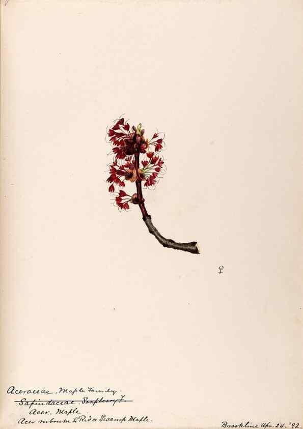 Reproducción/Reproduction 48789062437: [Water-color sketches of plants of North America and Europe]. . 