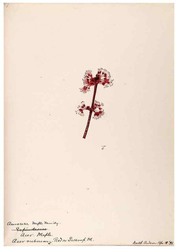 Reproducción/Reproduction 48788917476: [Water-color sketches of plants of North America and Europe]. . 