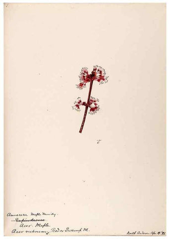 Reproducción/Reproduction 48788917476: [Water-color sketches of plants of North America and Europe]. . 