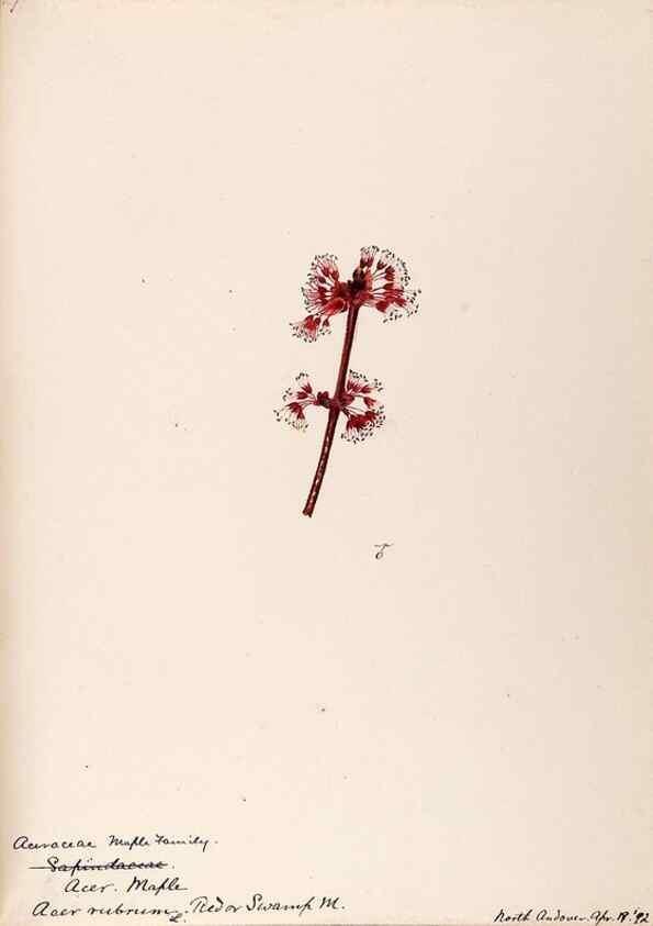 Reproducción/Reproduction 48788917476: [Water-color sketches of plants of North America and Europe]. . 