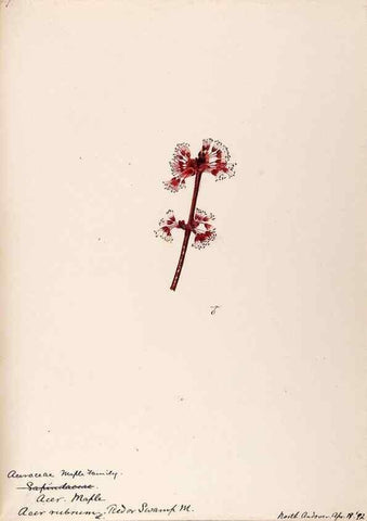 Reproducción/Reproduction 48788917476: [Water-color sketches of plants of North America and Europe]. . 