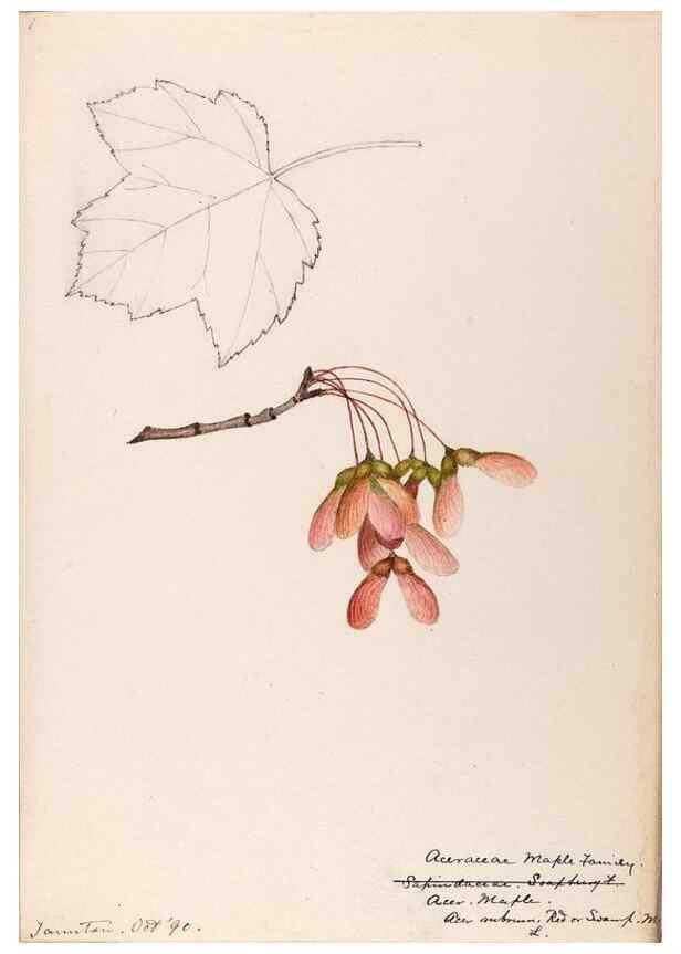 Reproducción/Reproduction 48788556363: [Water-color sketches of plants of North America and Europe]. . 