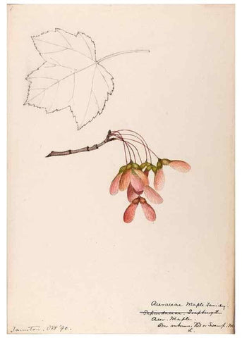 Reproducción/Reproduction 48788556363: [Water-color sketches of plants of North America and Europe]. . 