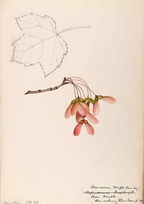 Reproducción/Reproduction 48788556363: [Water-color sketches of plants of North America and Europe]. . 