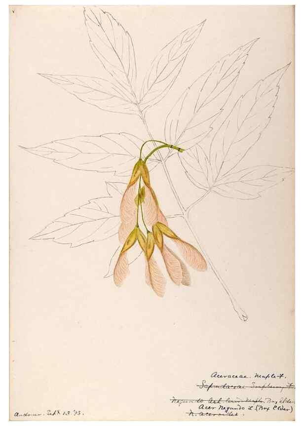 Reproducción/Reproduction 48788918156: [Water-color sketches of plants of North America and Europe]. . 