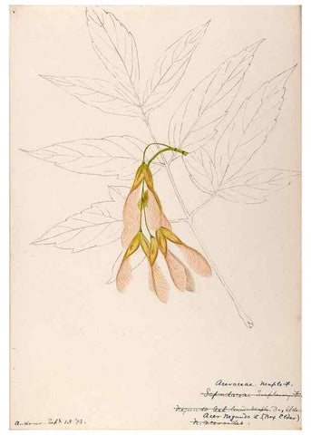Reproducción/Reproduction 48788918156: [Water-color sketches of plants of North America and Europe]. . 