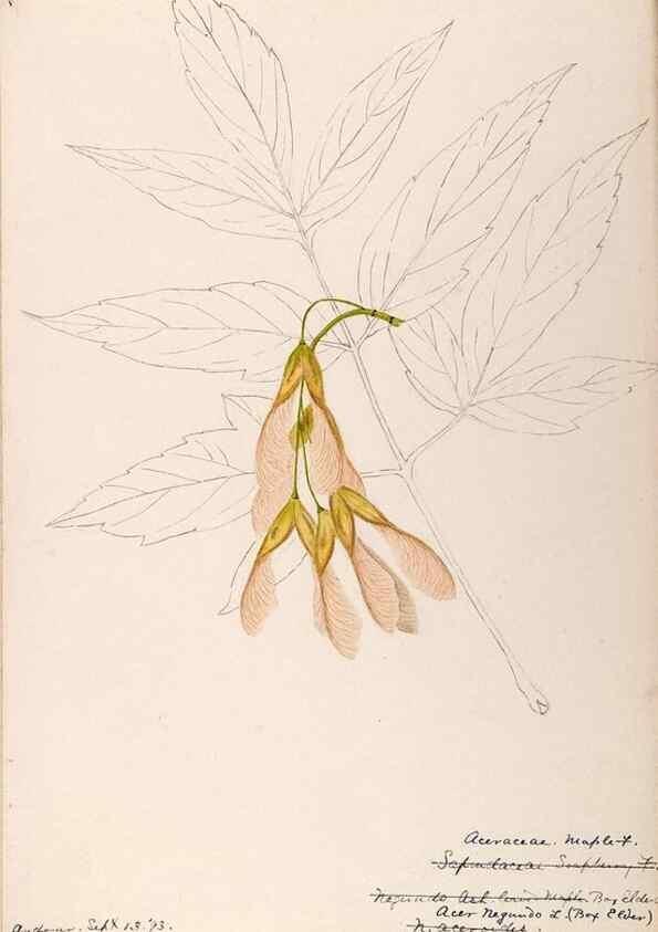 Reproducción/Reproduction 48788918156: [Water-color sketches of plants of North America and Europe]. . 
