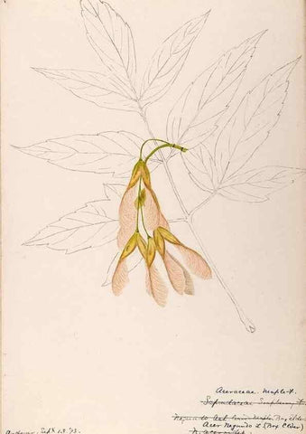 Reproducción/Reproduction 48788918156: [Water-color sketches of plants of North America and Europe]. . 