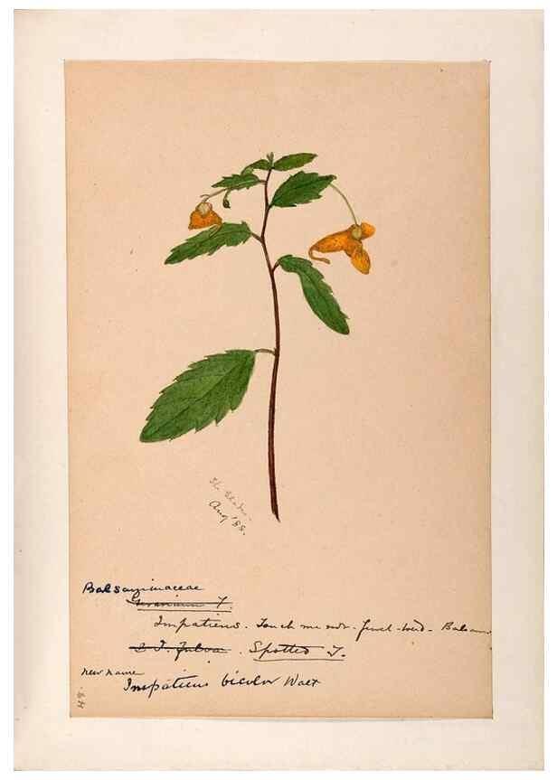 Reproducción/Reproduction 48789063837: [Water-color sketches of plants of North America and Europe]. . 