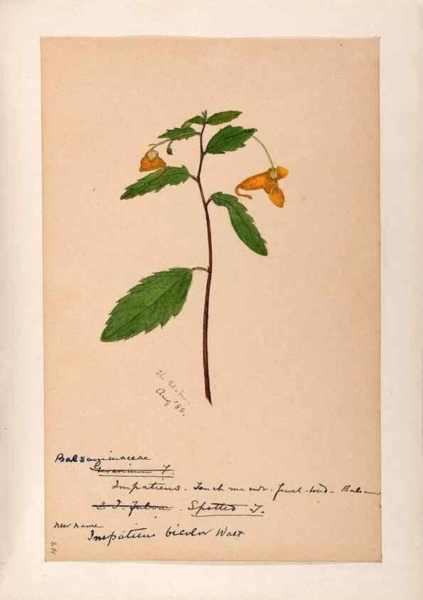 Reproducción/Reproduction 48789063837: [Water-color sketches of plants of North America and Europe]. . 