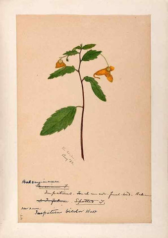 Reproducción/Reproduction 48789063837: [Water-color sketches of plants of North America and Europe]. . 