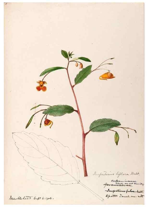 Reproducción/Reproduction 48788918871: [Water-color sketches of plants of North America and Europe]. . 