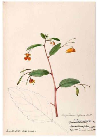 Reproducción/Reproduction 48788918871: [Water-color sketches of plants of North America and Europe]. . 