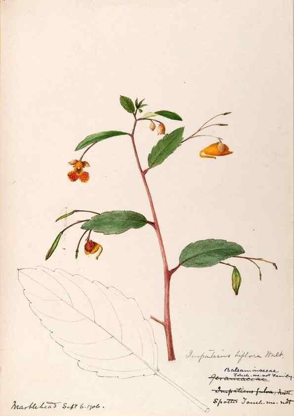 Reproducción/Reproduction 48788918871: [Water-color sketches of plants of North America and Europe]. . 