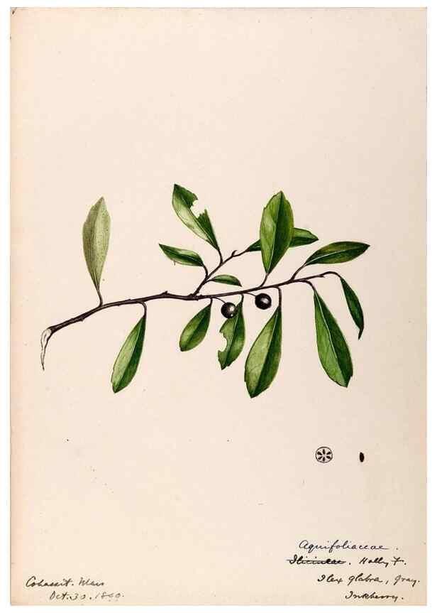 Reproducción/Reproduction 48788913936: [Water-color sketches of plants of North America and Europe]. . 