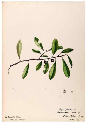 Reproducción/Reproduction 48788913936: [Water-color sketches of plants of North America and Europe]. . 