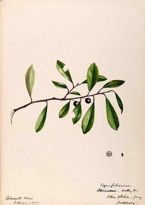 Reproducción/Reproduction 48788913936: [Water-color sketches of plants of North America and Europe]. . 