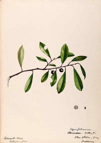 Reproducción/Reproduction 48788913936: [Water-color sketches of plants of North America and Europe]. . 