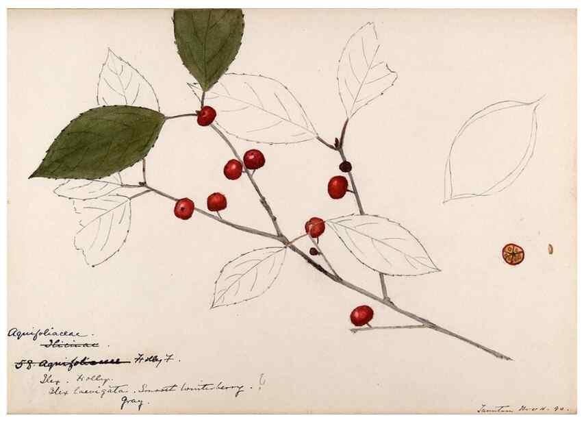 Reproducción/Reproduction 48788552163: [Water-color sketches of plants of North America and Europe]. . 