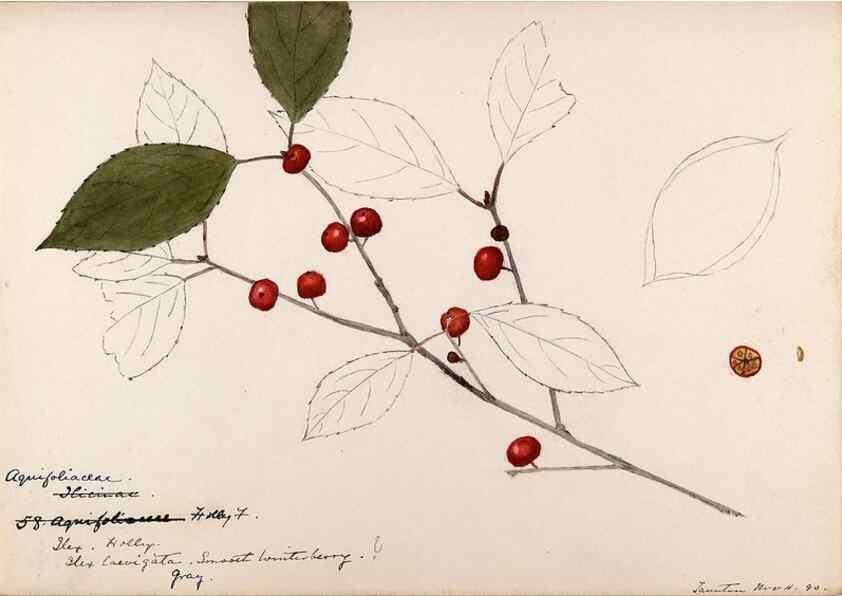Reproducción/Reproduction 48788552163: [Water-color sketches of plants of North America and Europe]. . 