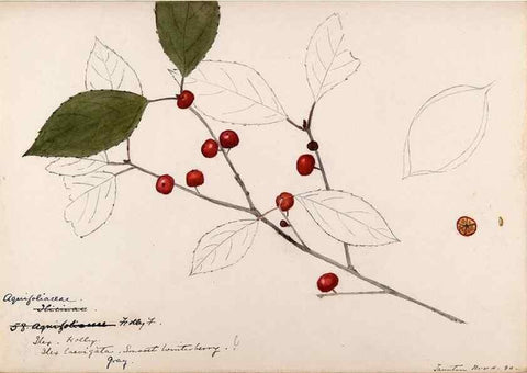 Reproducción/Reproduction 48788552163: [Water-color sketches of plants of North America and Europe]. . 