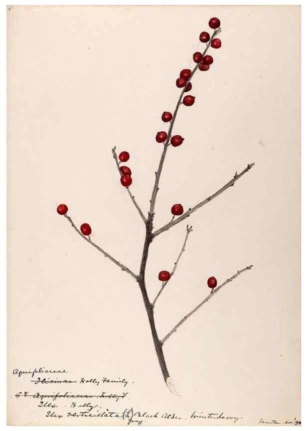 Reproducción/Reproduction 48789058577: [Water-color sketches of plants of North America and Europe]. . 