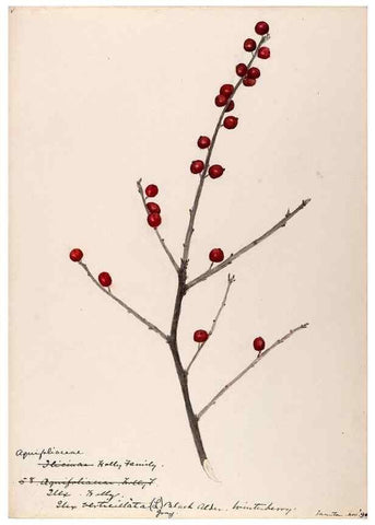 Reproducción/Reproduction 48789058577: [Water-color sketches of plants of North America and Europe]. . 