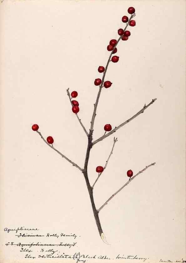 Reproducción/Reproduction 48789058577: [Water-color sketches of plants of North America and Europe]. . 
