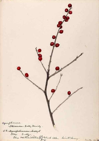 Reproducción/Reproduction 48789058577: [Water-color sketches of plants of North America and Europe]. . 