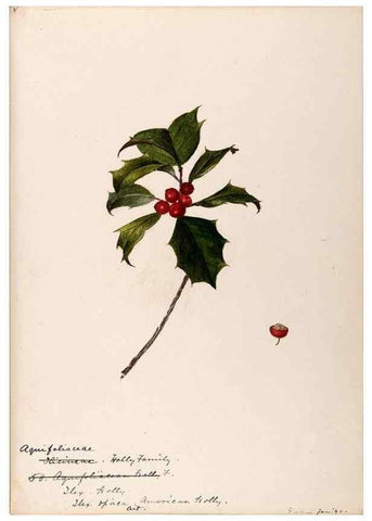 Reproducción/Reproduction 48789058292: [Water-color sketches of plants of North America and Europe]. . 