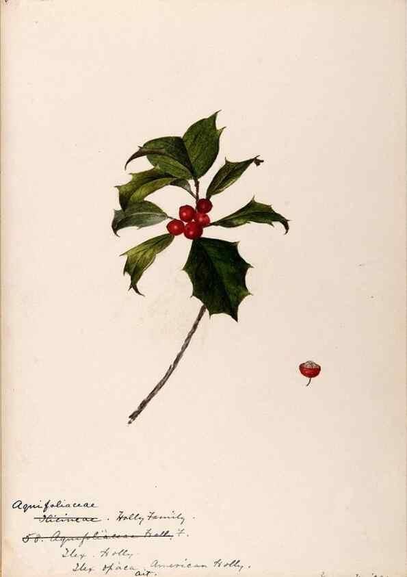Reproducción/Reproduction 48789058292: [Water-color sketches of plants of North America and Europe]. . 