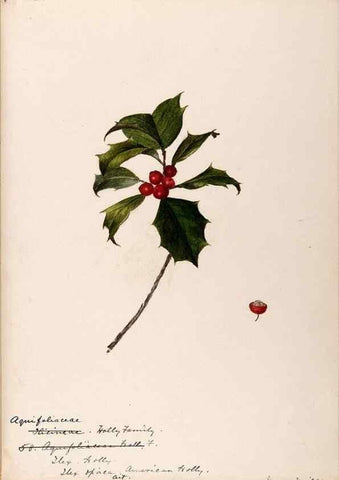 Reproducción/Reproduction 48789058292: [Water-color sketches of plants of North America and Europe]. . 