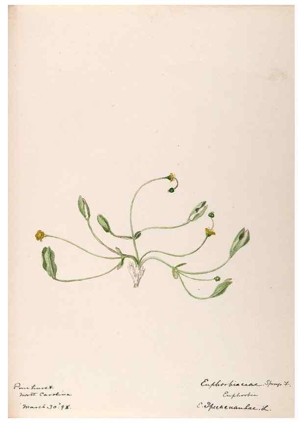 Reproducción/Reproduction 48789033992: [Water-color sketches of plants of North America and Europe]. . 