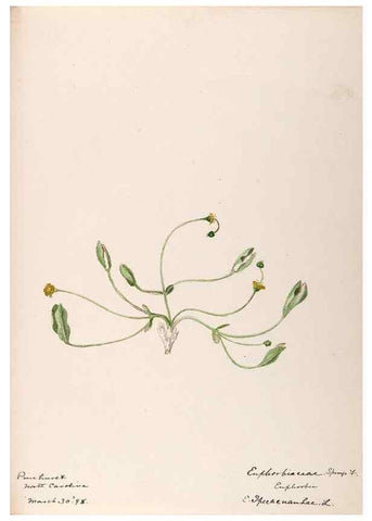 Reproducción/Reproduction 48789033992: [Water-color sketches of plants of North America and Europe]. . 