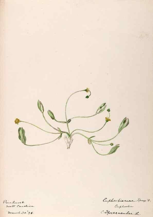 Reproducción/Reproduction 48789033992: [Water-color sketches of plants of North America and Europe]. . 